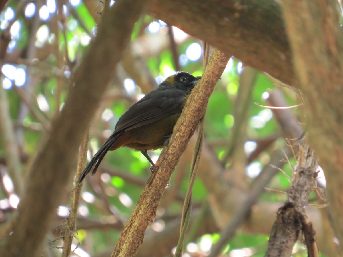 Dusky-faced Tanager - Aaron Steed