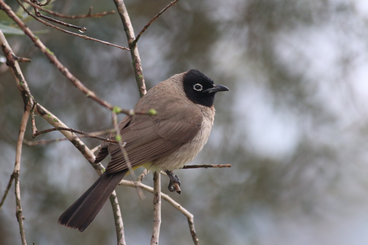 White-spectacled Bulbul - ML143327301