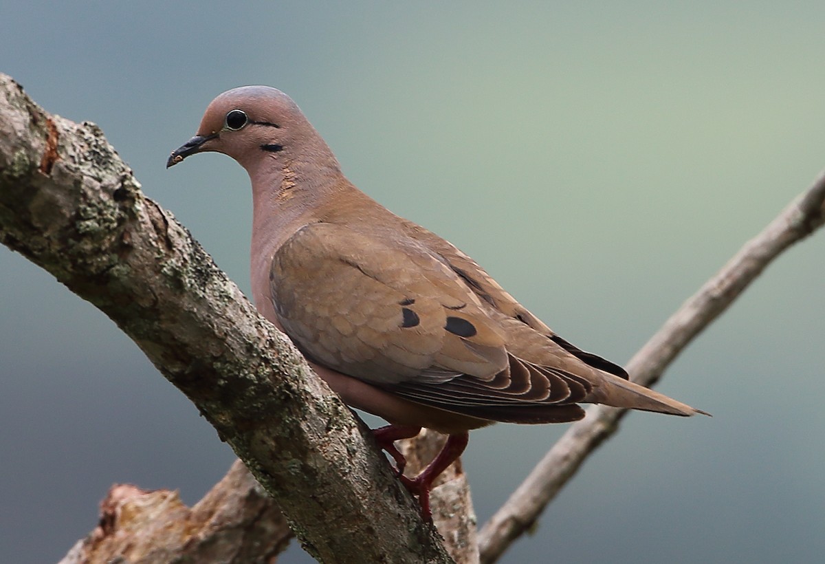 Eared Dove - ML143327521