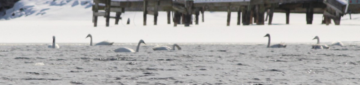 Tundra Swan (Whistling) - ML143328491