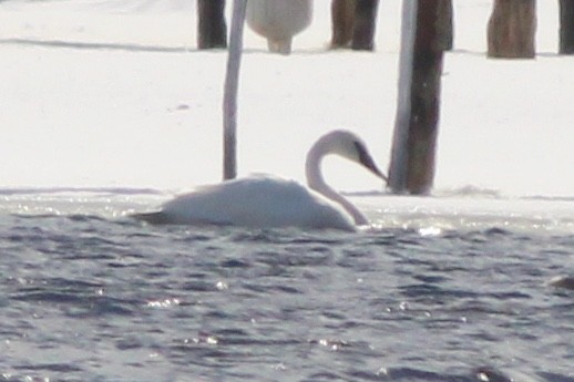 Trumpeter Swan - ML143328501