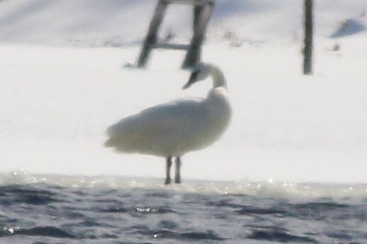 Tundra Swan (Whistling) - ML143328511