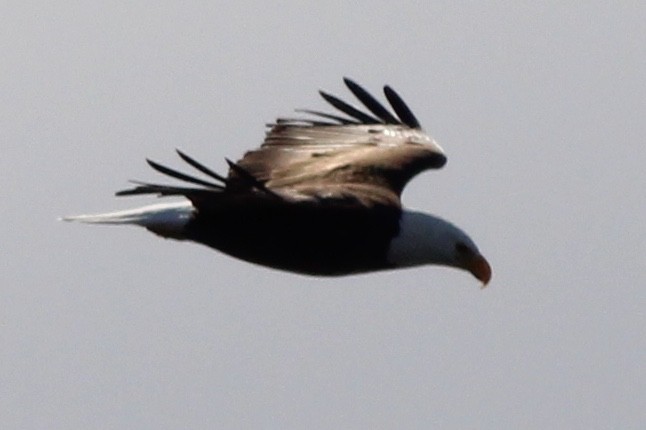 Bald Eagle - ML143328531