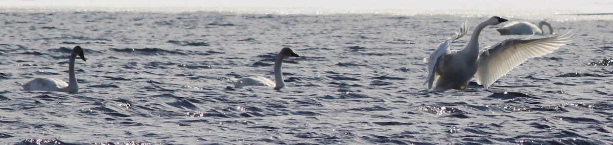 Tundra Swan (Whistling) - ML143328541