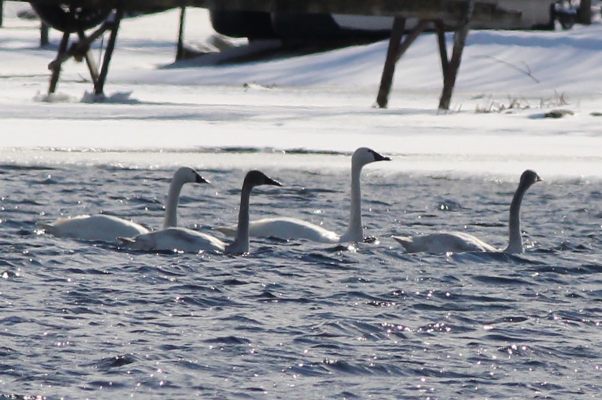 Tundra Swan (Whistling) - ML143328551