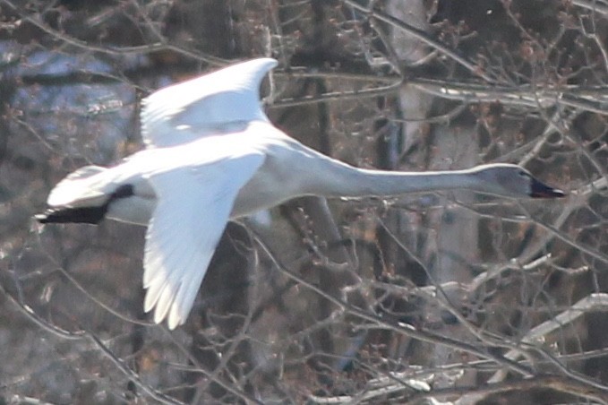 Tundra Swan (Whistling) - ML143328721