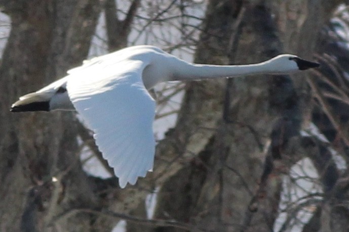 Tundra Swan (Whistling) - ML143328731