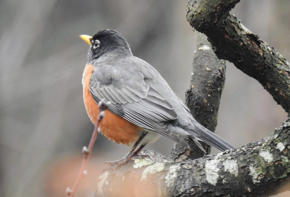 American Robin - ML143329951