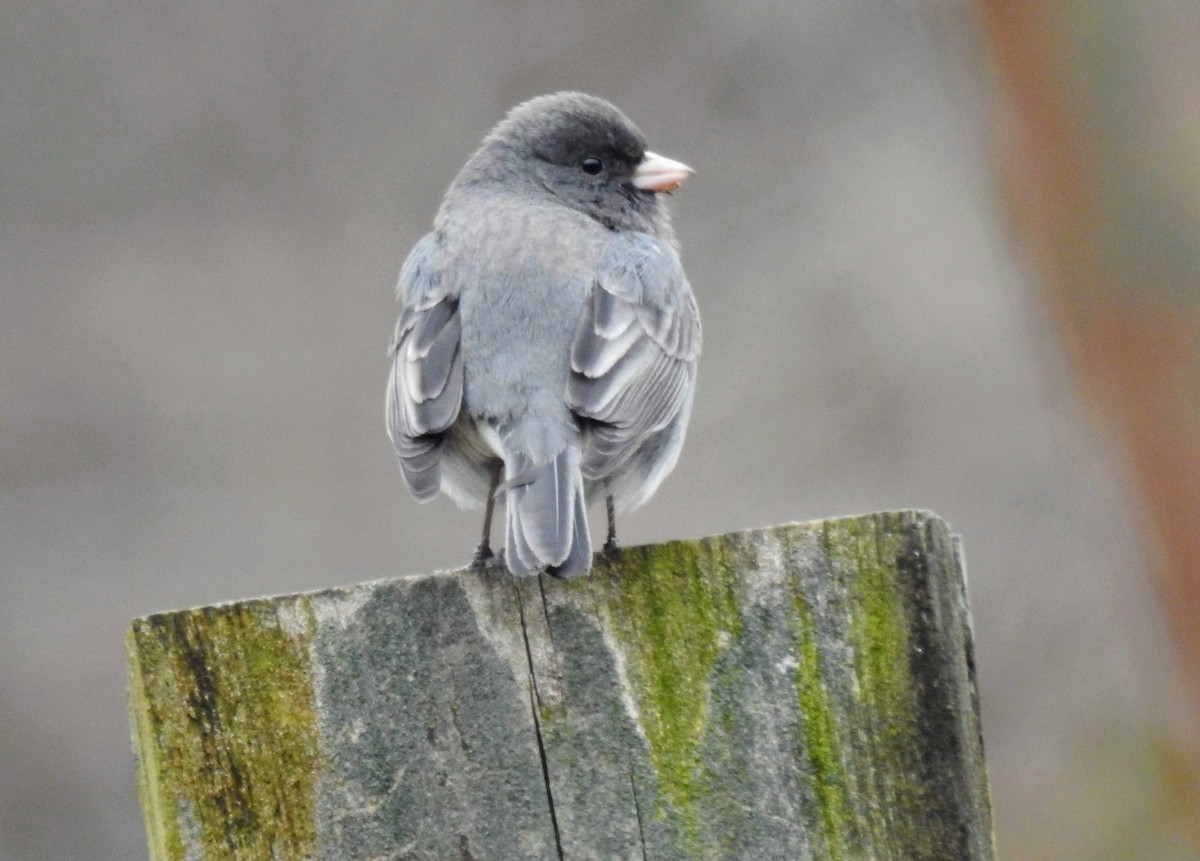 Dark-eyed Junco - ML143329981