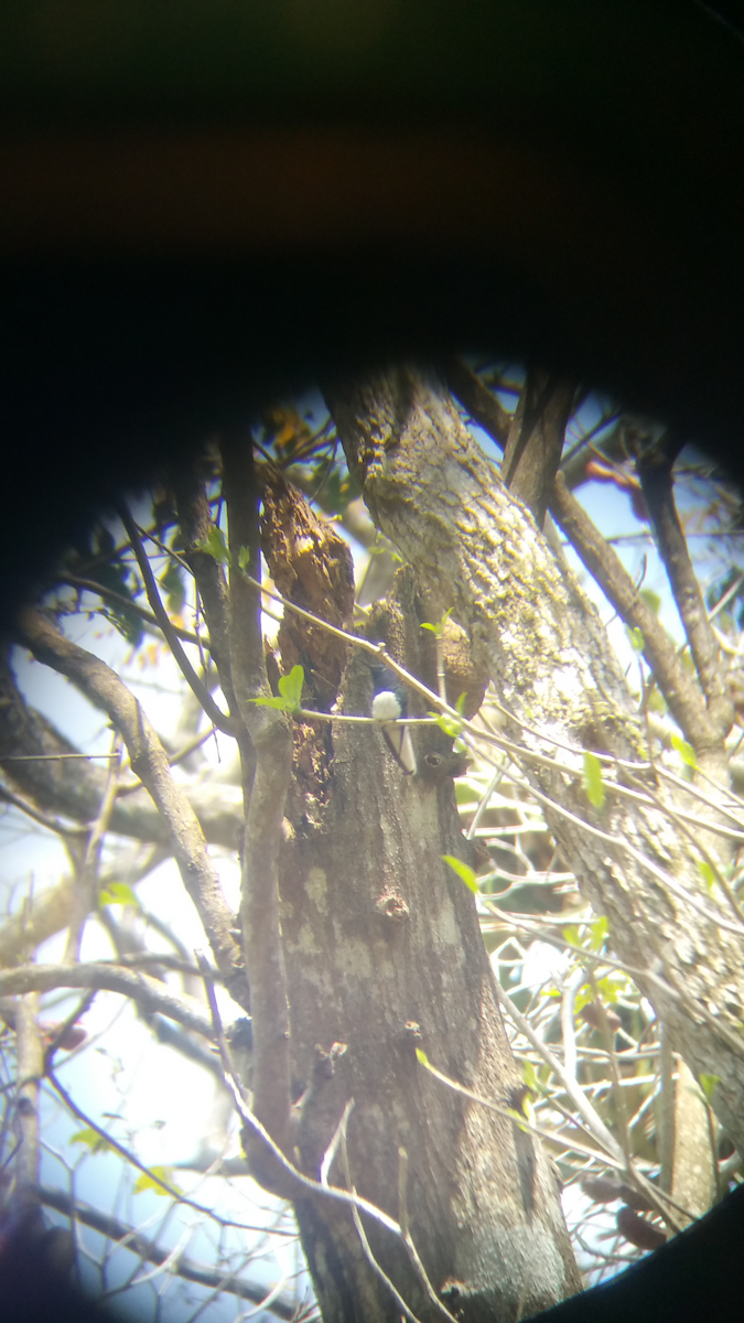 White-necked Jacobin - ML143331051