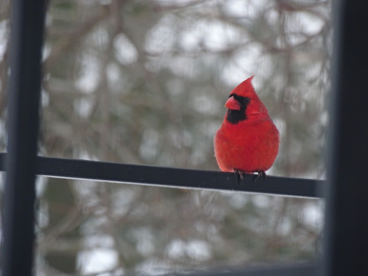 Northern Cardinal - ML143331161