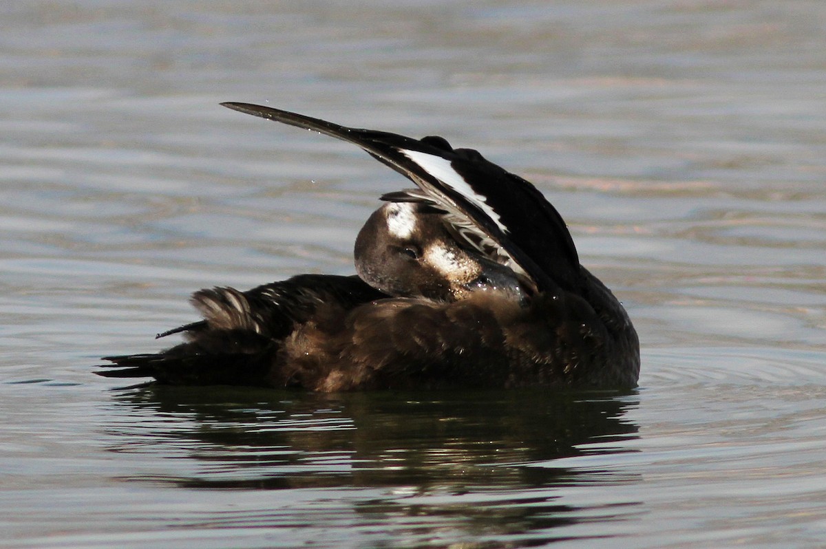 White-winged Scoter - ML143331211