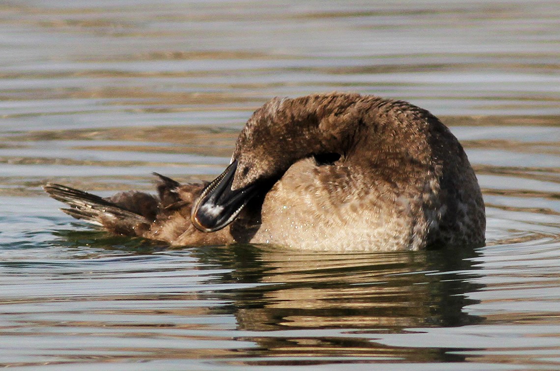 White-winged Scoter - ML143331521