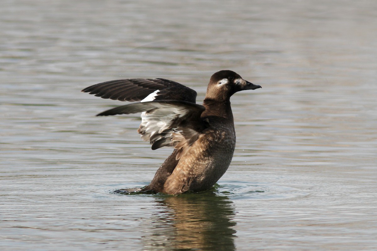 White-winged Scoter - ML143331531