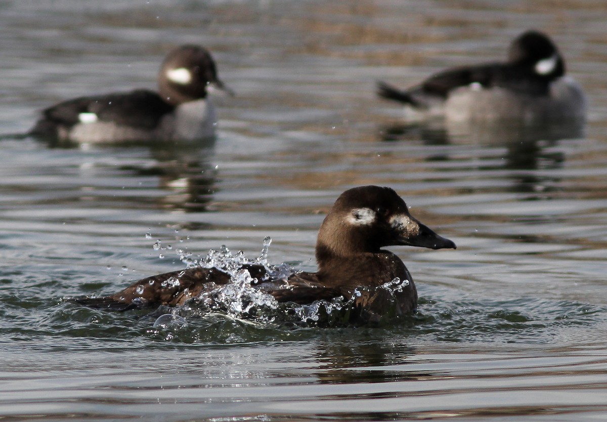 White-winged Scoter - ML143332001