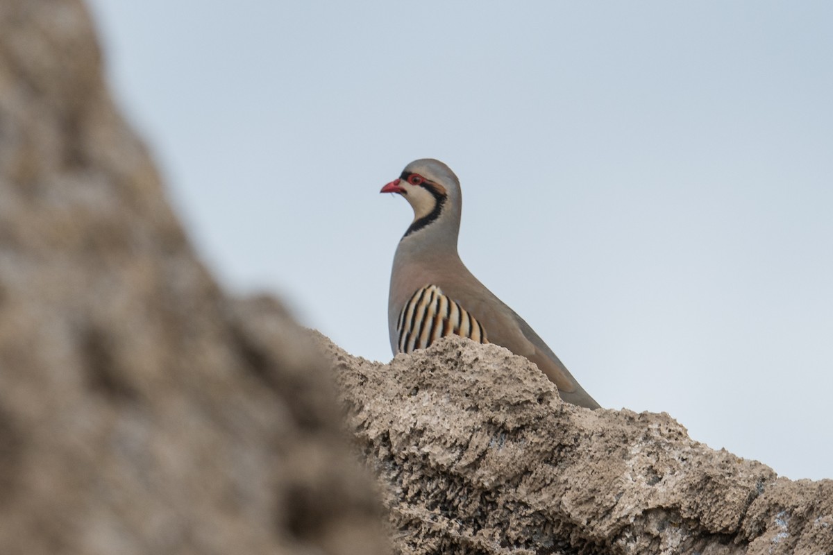 Chukar - ML143332581