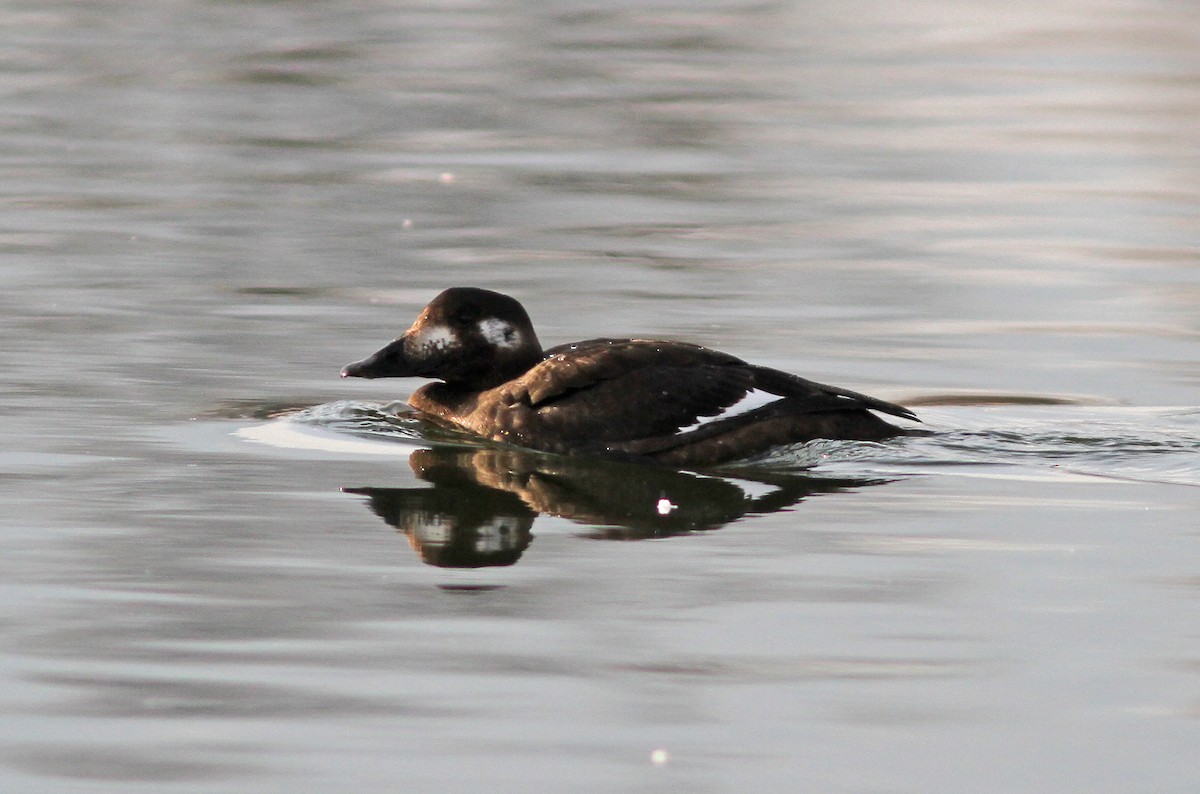 White-winged Scoter - ML143332851