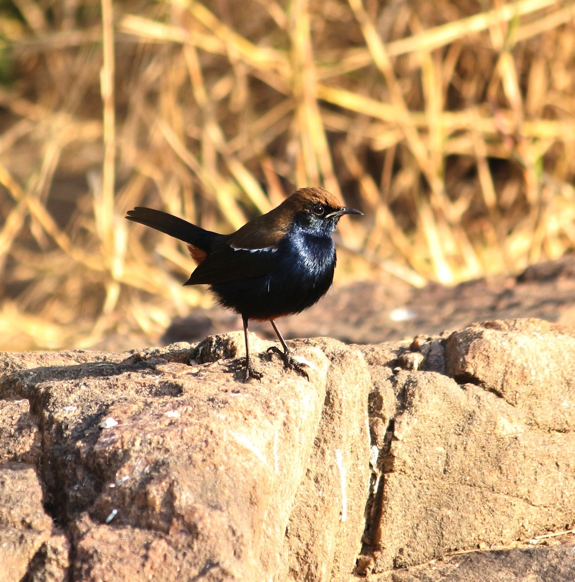 Indian Robin - ML143334001