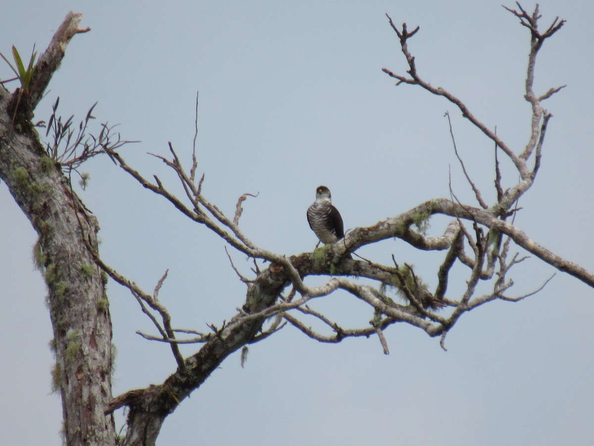 Semicollared Hawk - ML143334851