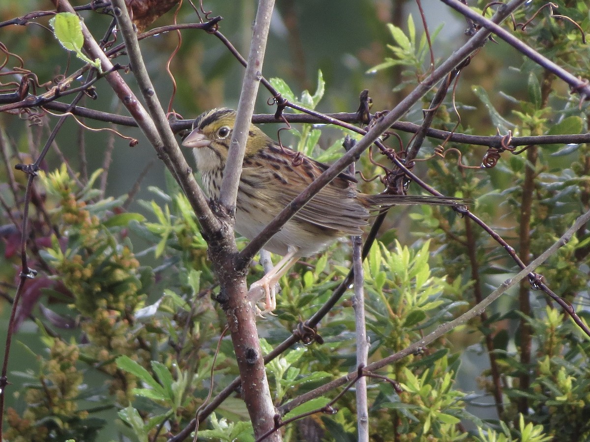 Henslow's Sparrow - ML143335211