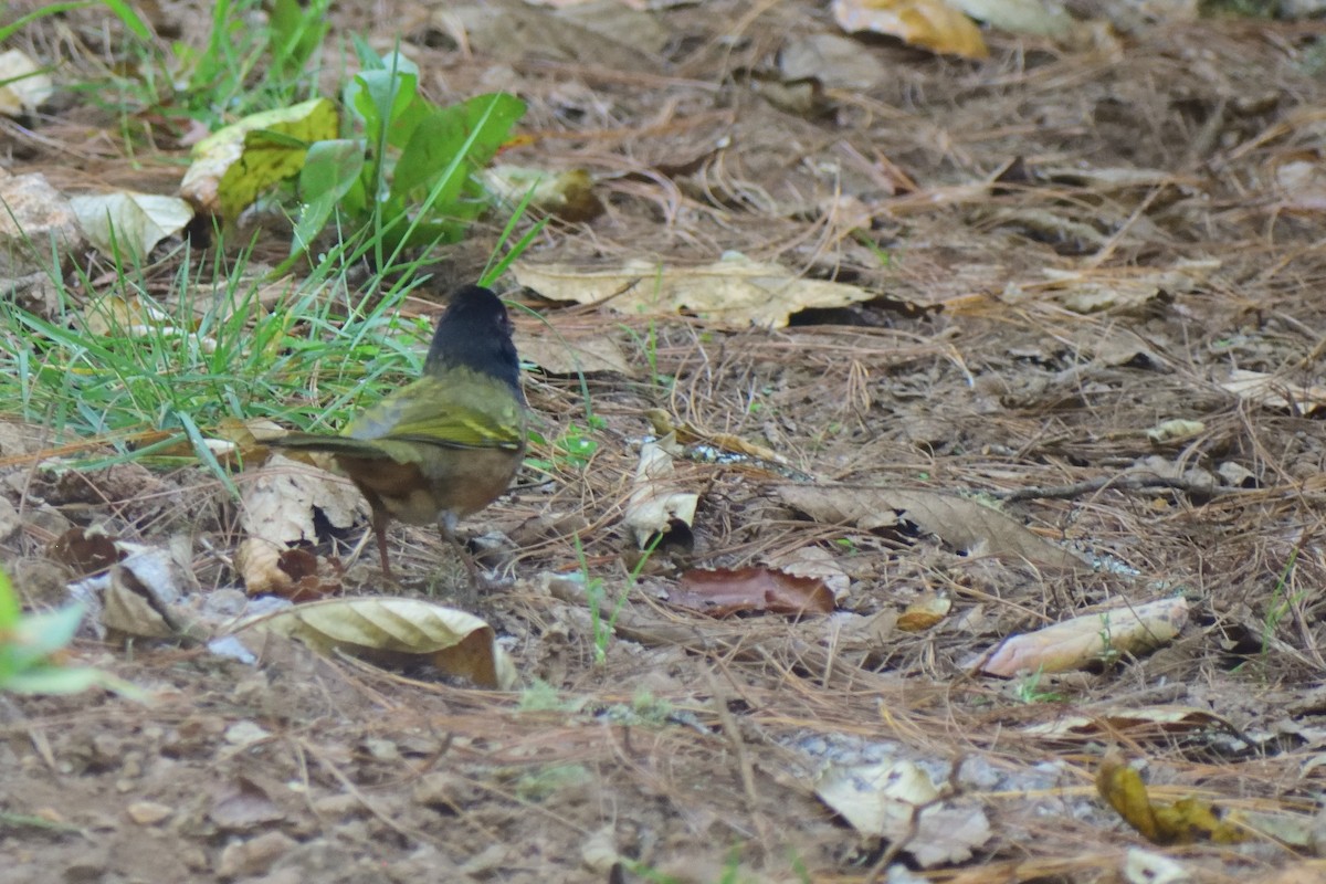 Spotted Towhee - Ricardo Arredondo