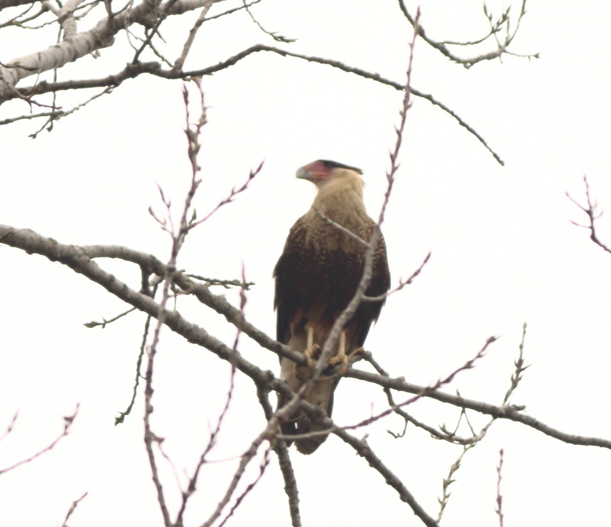 Crested Caracara (Northern) - ML143339241