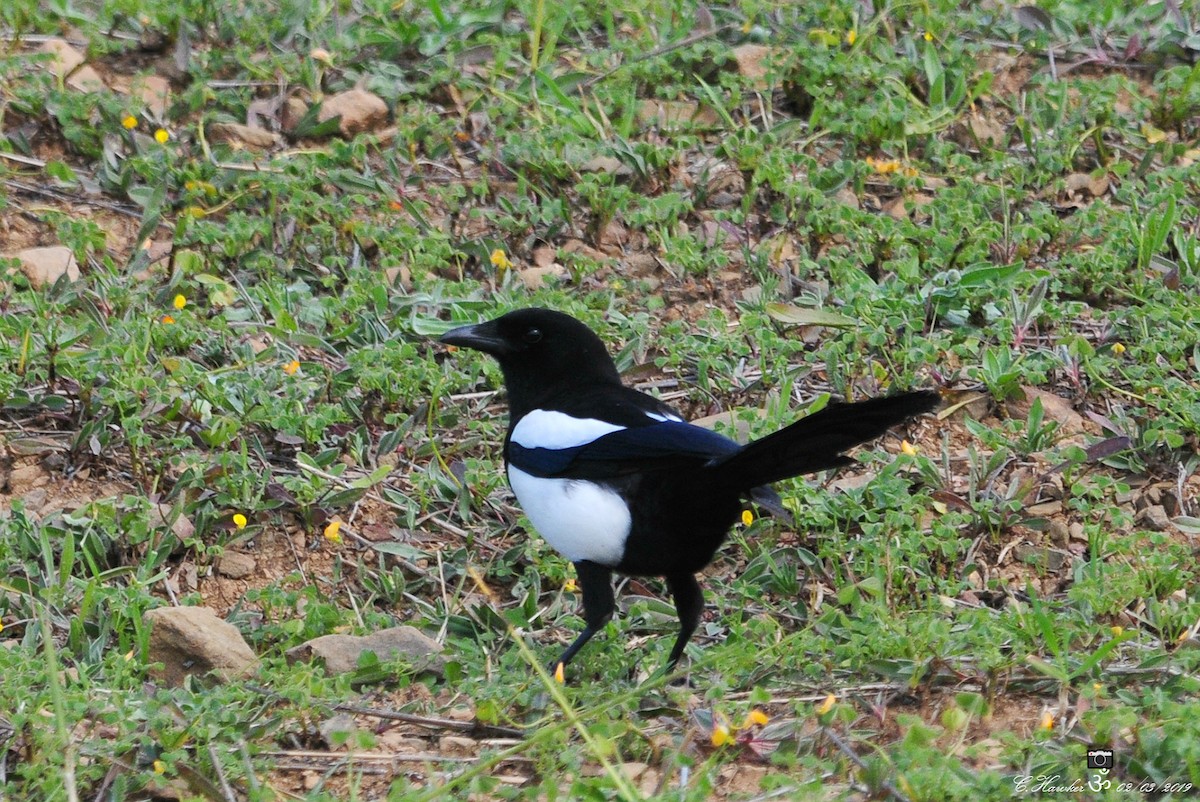 Eurasian Magpie - ML143340231