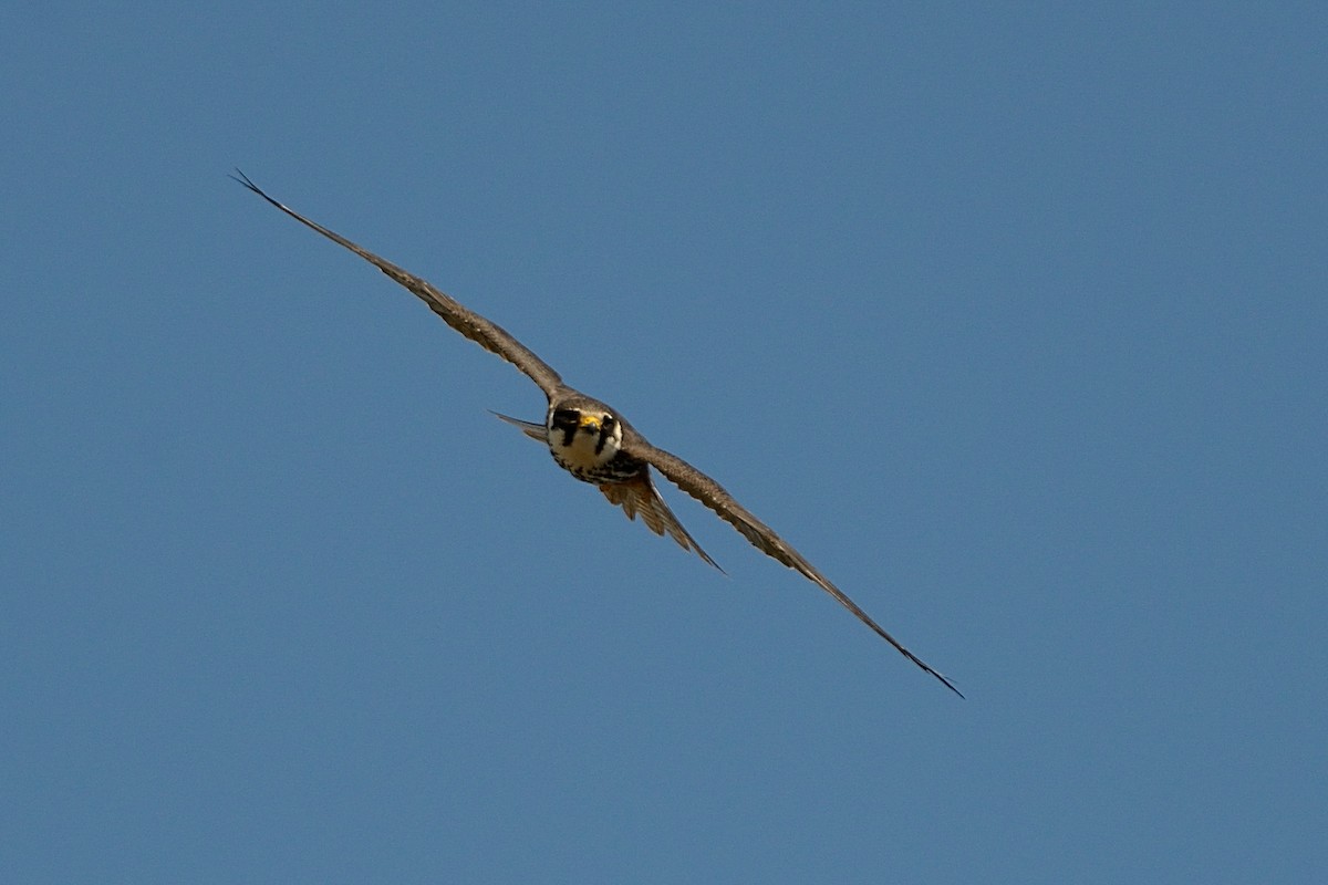 Eurasian Hobby - ML143342101