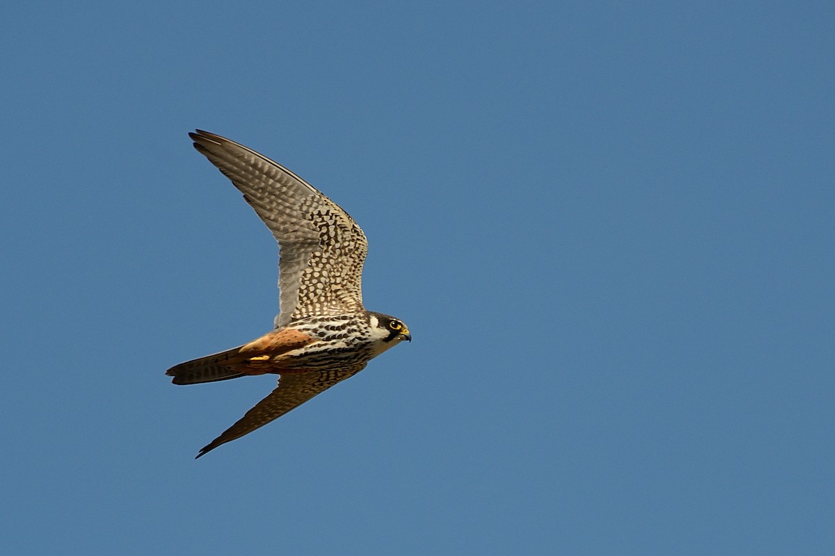 Eurasian Hobby - ML143342111