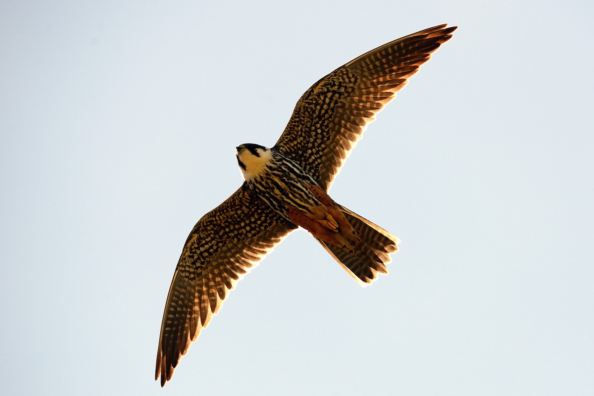 Eurasian Hobby - ML143342121