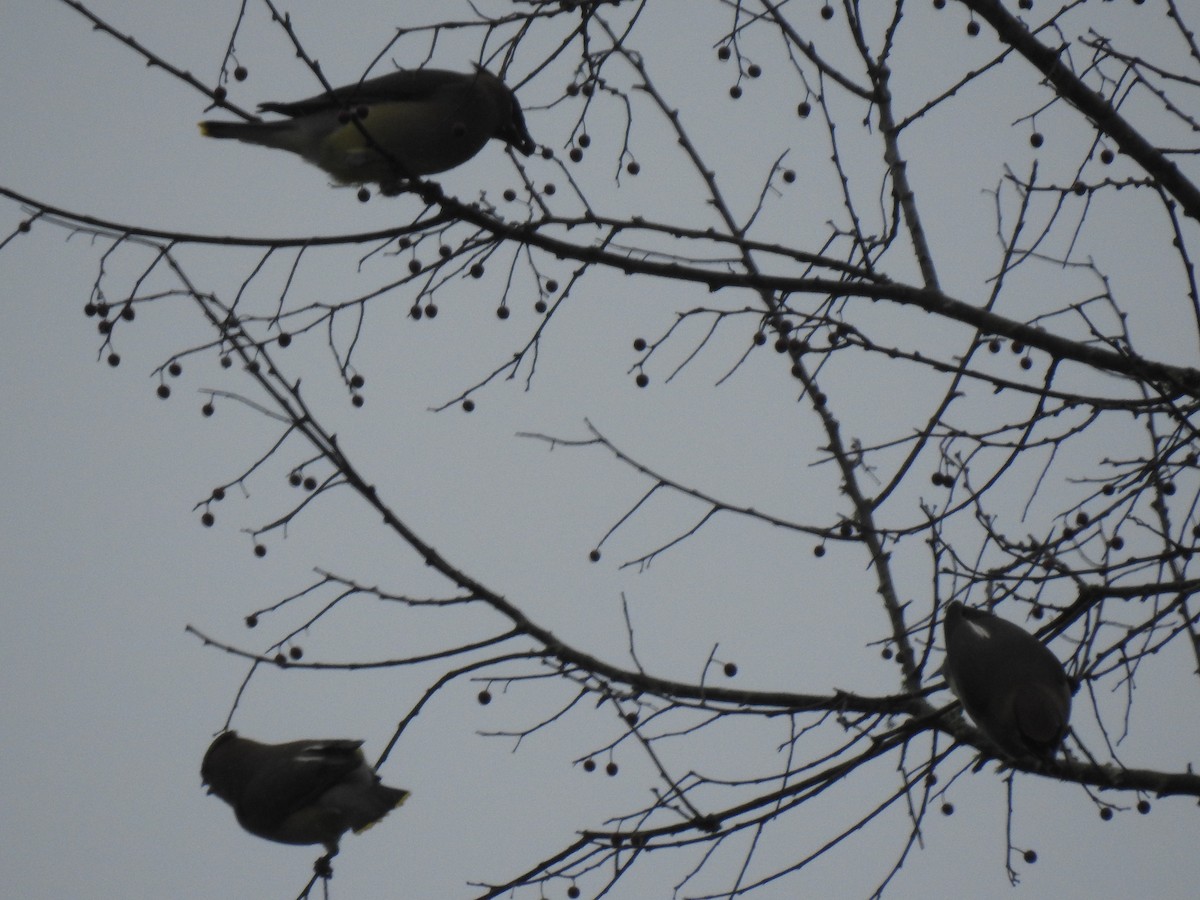 Cedar Waxwing - ML143342501
