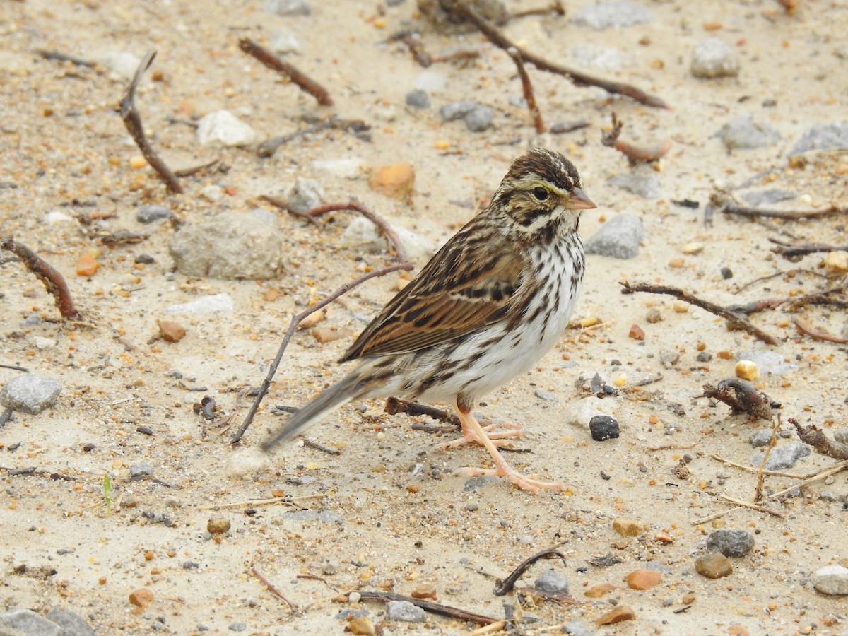 Savannah Sparrow - ML143342641
