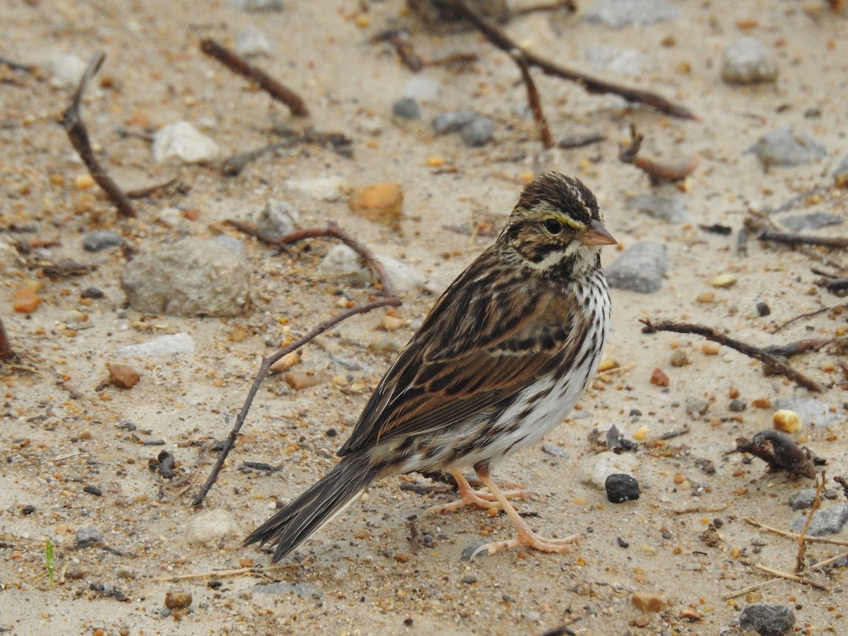 Savannah Sparrow - ML143342671