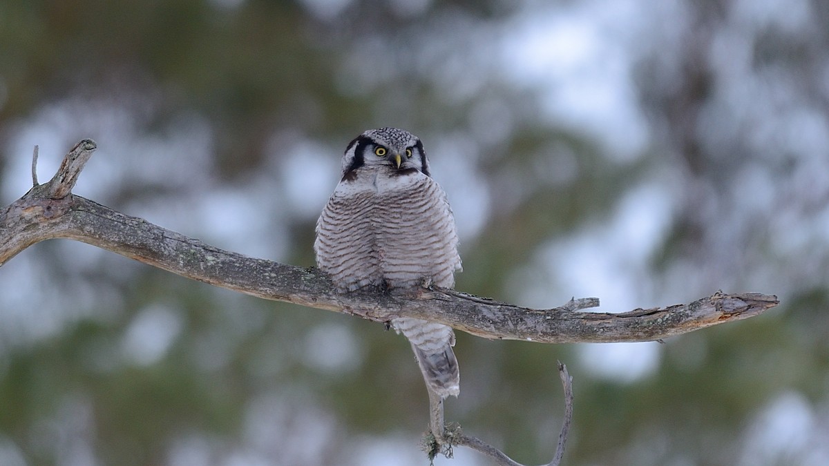 Northern Hawk Owl - ML143344181