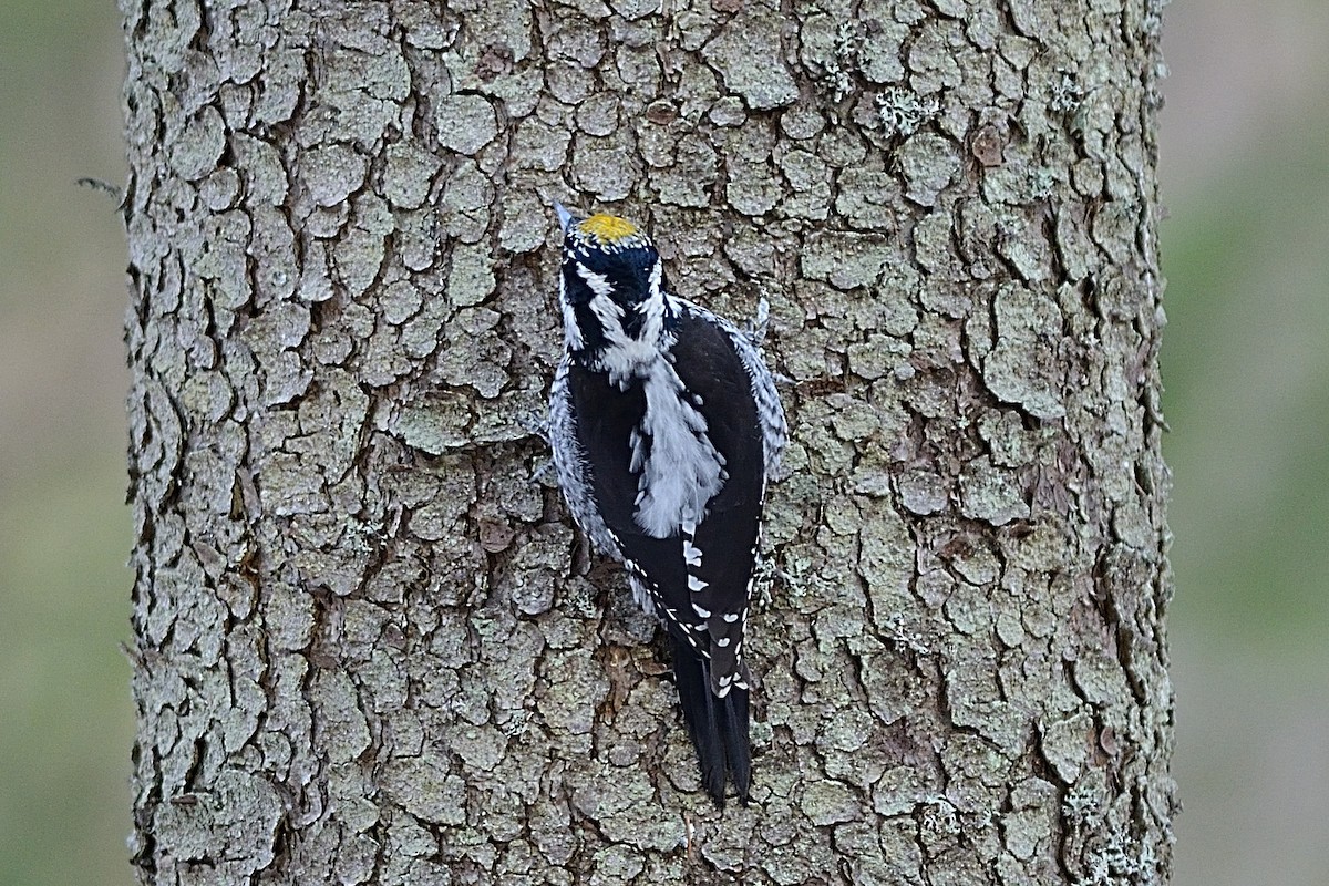 Eurasian Three-toed Woodpecker - ML143344381