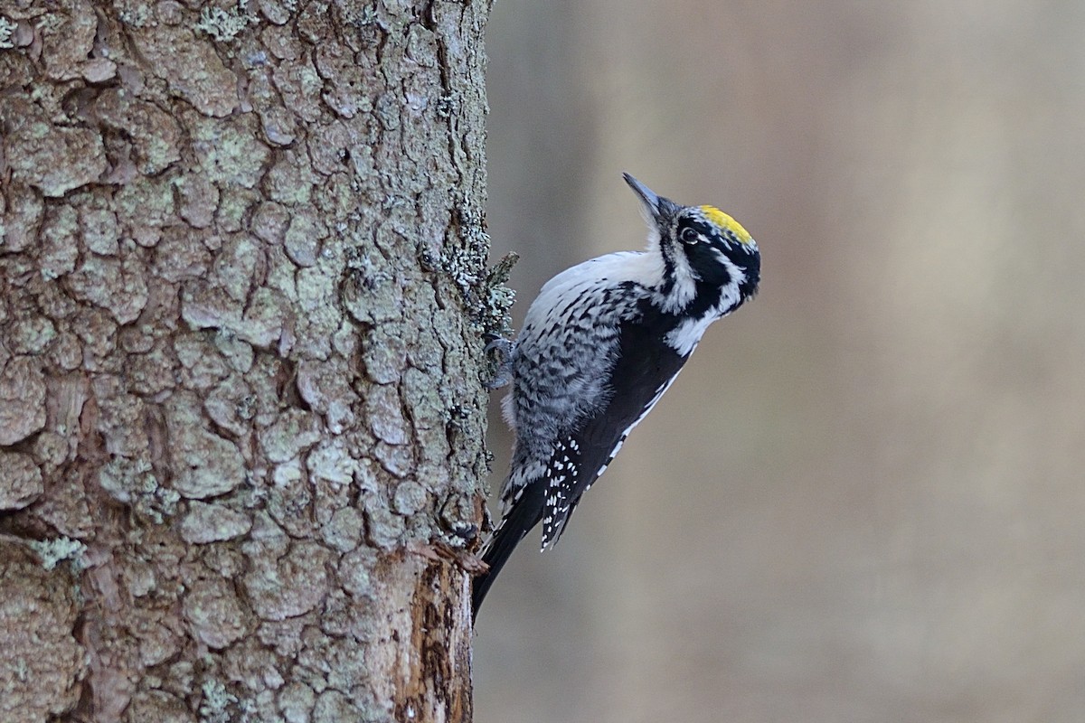 Eurasian Three-toed Woodpecker - Hans Norelius