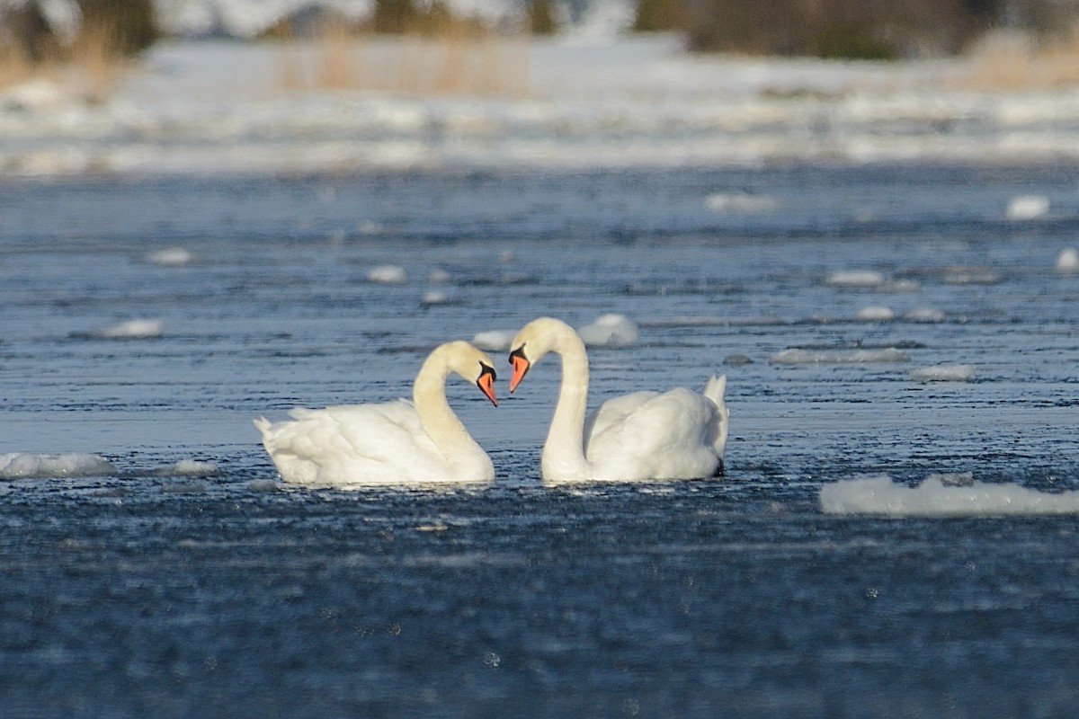 Mute Swan - ML143344931