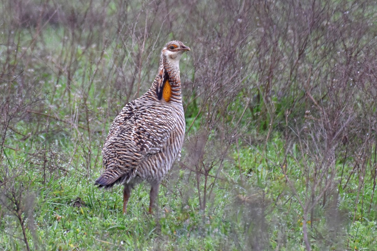 Greater Prairie-Chicken (Attwater's) - ML143347521