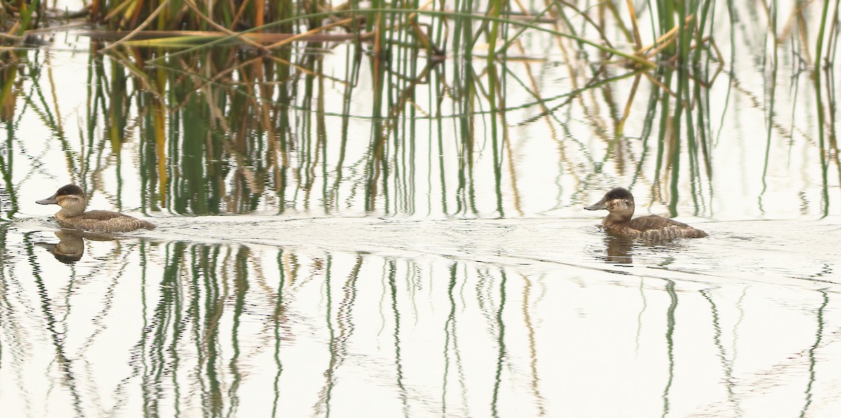 Ruddy Duck - ML143347721