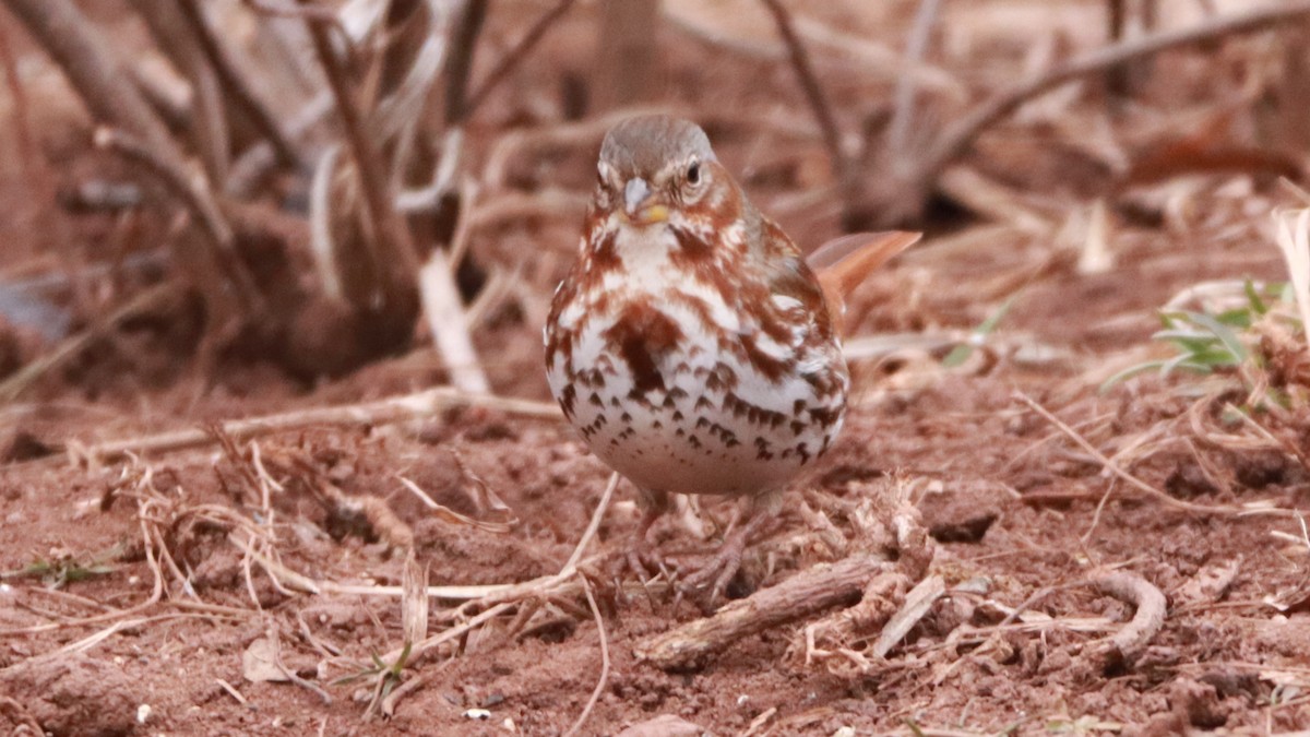 Fox Sparrow (Red) - Bez Bezuidenhout