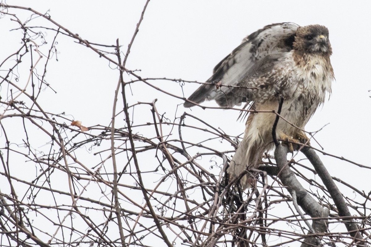 Red-tailed Hawk (borealis) - Scott Young