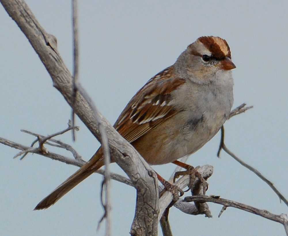 White-crowned Sparrow - Jay Wilbur
