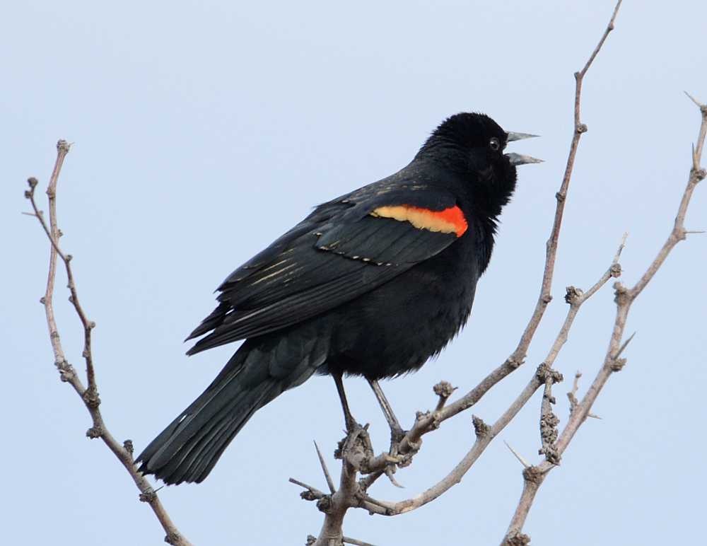 Red-winged Blackbird - Jay Wilbur