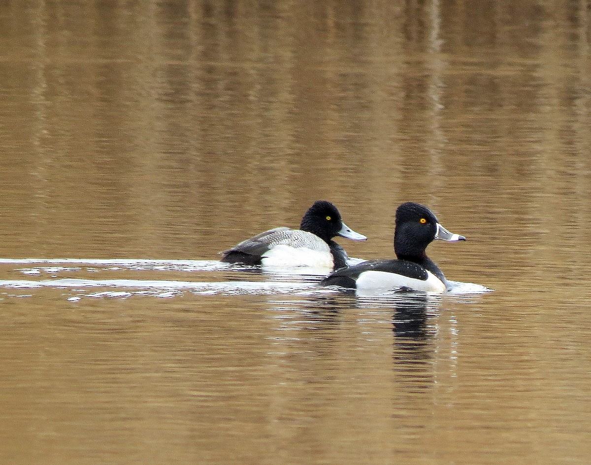 Lesser Scaup - ML143355061