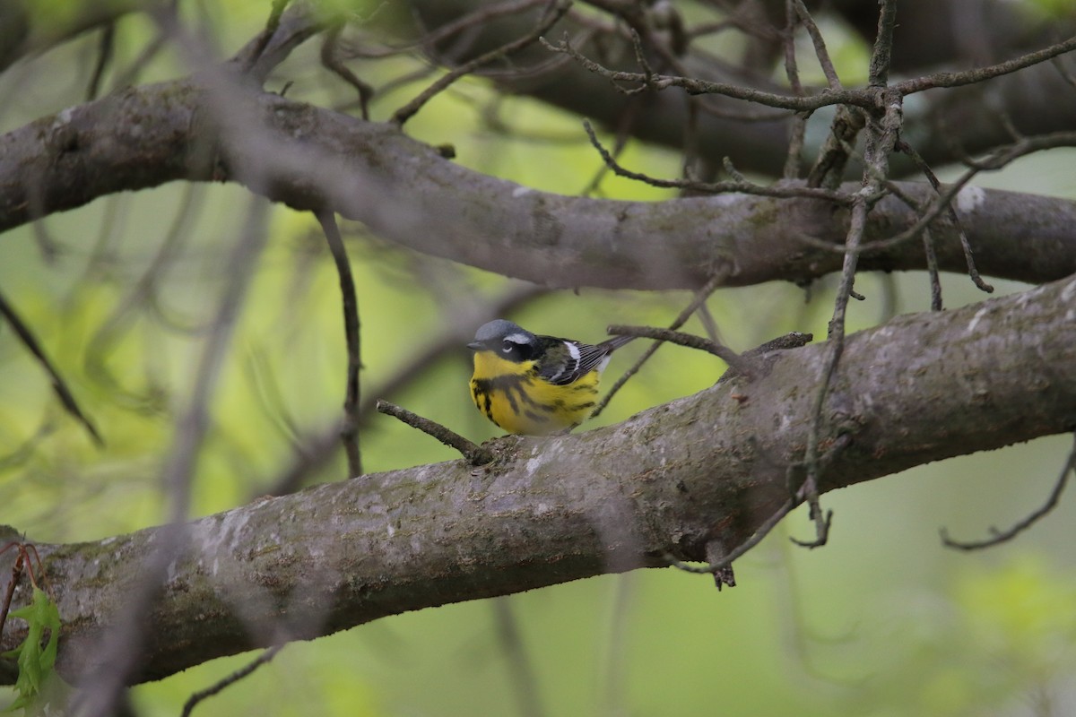 Magnolia Warbler - ML143355921