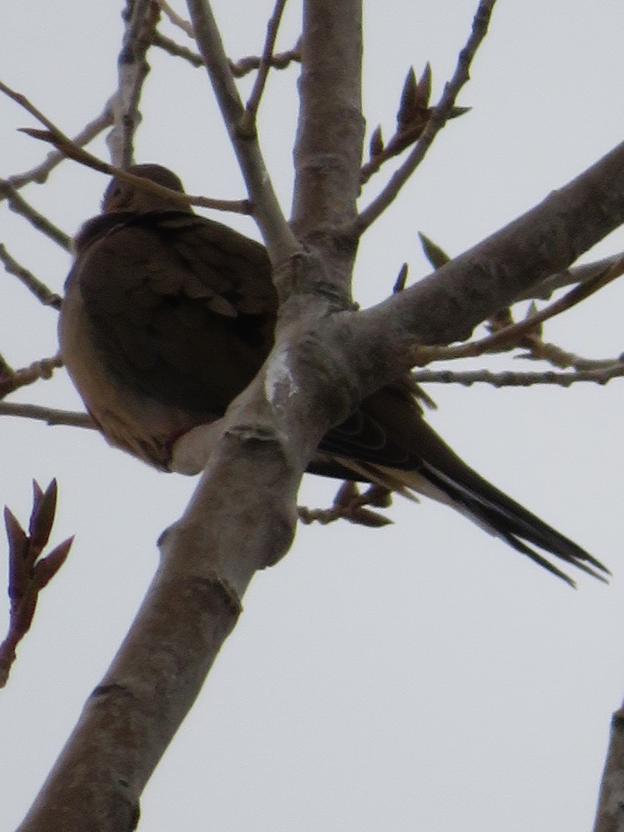 Mourning Dove - ML143356631