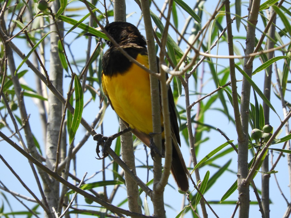 Yellow-rumped Marshbird - ML143356901