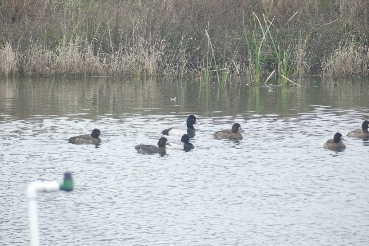 Lesser Scaup - Charlie Plimpton