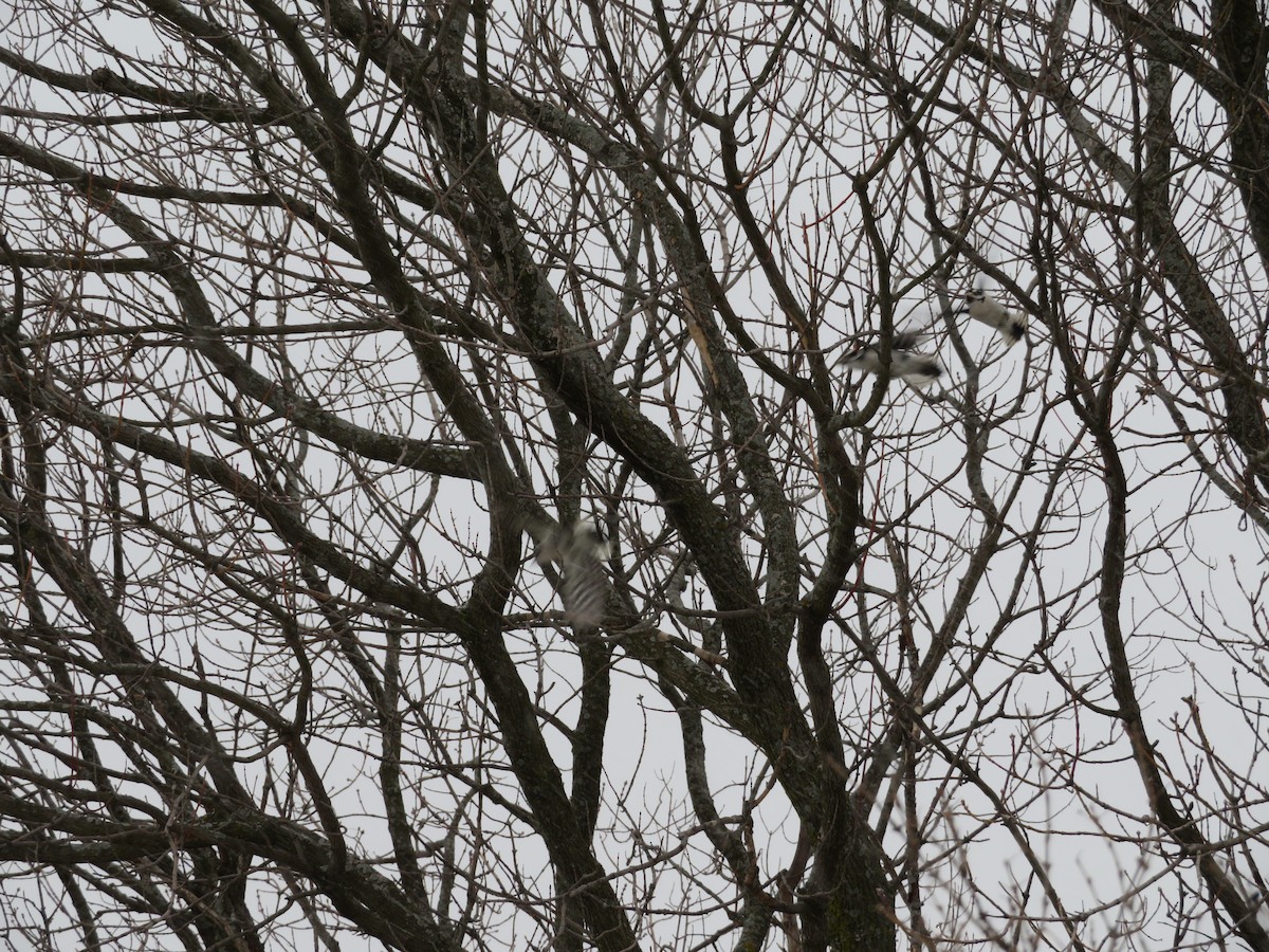 Downy Woodpecker - Katarzyna Kabacinska