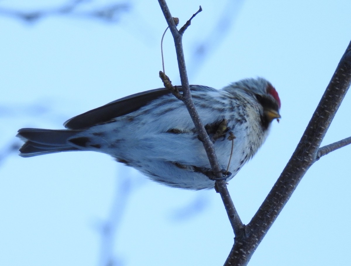 Common/Hoary Redpoll - ML143358061